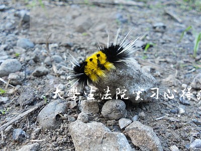 大学生法院实习心得范文5篇 大学生法院实习心得范文5篇