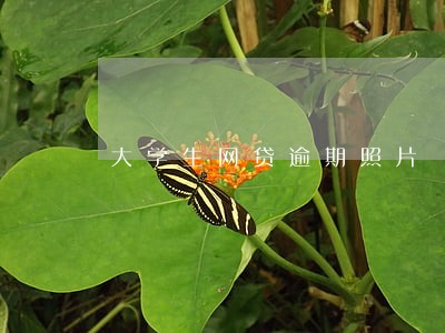 大学生网贷逾期照片 大学生网贷逾期照片