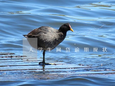 大学生网贷逾期现状 大学生网贷逾期现状