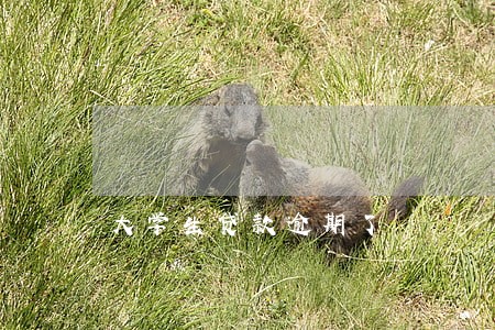 大学生贷款逾期了 大学生贷款逾期了