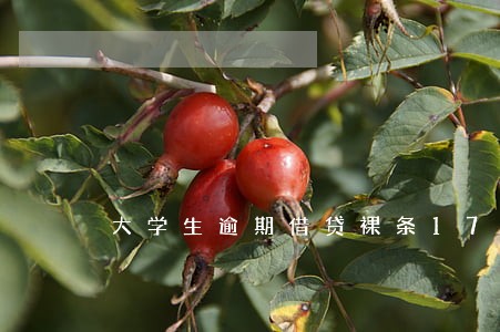 大学生逾期借贷裸条17g 大学生逾期借贷裸条17g