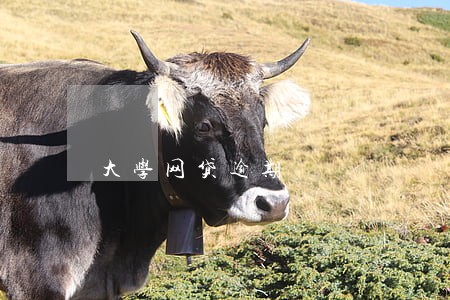 大学网贷逾期 大学网贷逾期