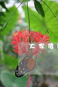大家信用卡逾期还会网购吗