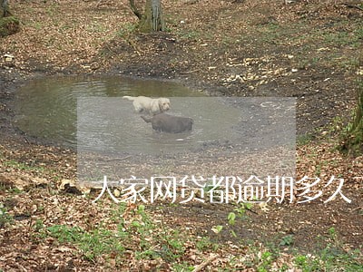 大家网贷都逾期多久了 大家网贷都逾期多久了