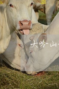 大岭山依法查封三家违法企业 大岭山依法查封三家违法企业