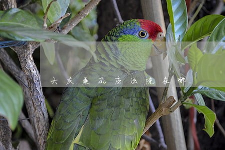 大庆乘风庄法院在哪 大庆乘风庄法院在哪