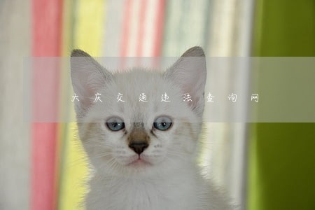 大庆交通违法查询网 大庆交通违法查询网