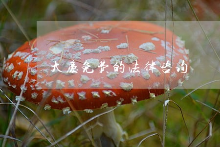 大庆免费的法律咨询