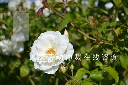 大庆劳动仲裁在线咨询 大庆劳动仲裁在线咨询
