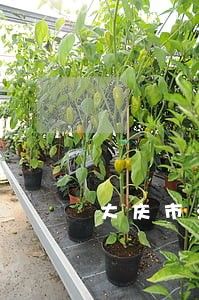大庆市法院出庭应诉制