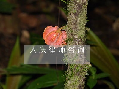 大庆律师咨询 大庆律师咨询