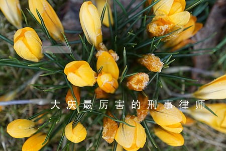 大庆最厉害的刑事律师 大庆最厉害的刑事律师