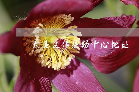 大庆法律援助中心地址 大庆法律援助中心地址