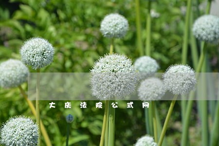 大庆法院公式网 大庆法院公式网