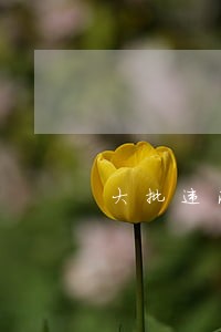 大批违法违规摩托车被一车车拉走 大批违法违规摩托车被一车车拉走