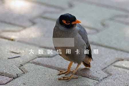 大数据信用卡逾期 大数据信用卡逾期