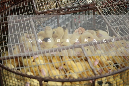 大数据信用逾期怎么查