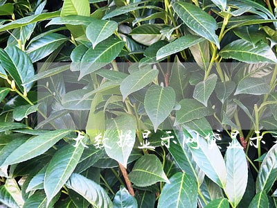 大数据显示网贷显示有逾期 大数据显示网贷显示有逾期