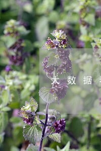 大数据看得到网贷逾期吗