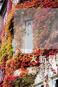 大新县律师咨询
