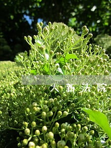 大新法院审理首例县监察委