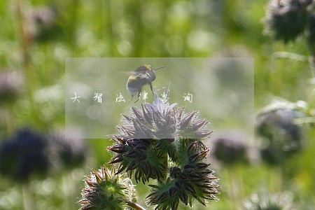 大智法律咨询 大智法律咨询