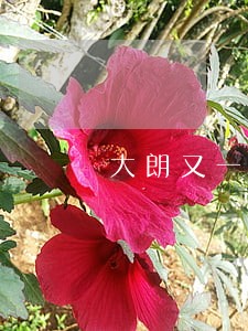 大朗又一违法构筑物被强拆 大朗又一违法构筑物被强拆