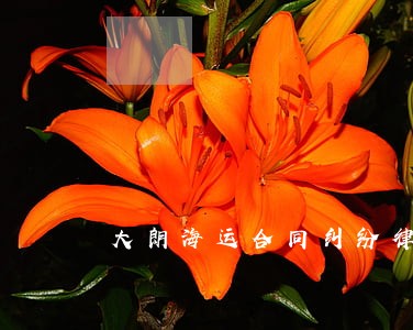 大朗海运合同纠纷律师 大朗海运合同纠纷律师