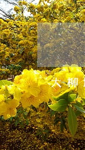 大柳塔法律援助 大柳塔法律援助