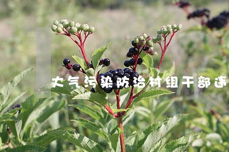 大气污染防治村组干部违法 大气污染防治村组干部违法