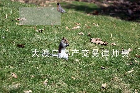 大渡口房产交易律师费 大渡口房产交易律师费