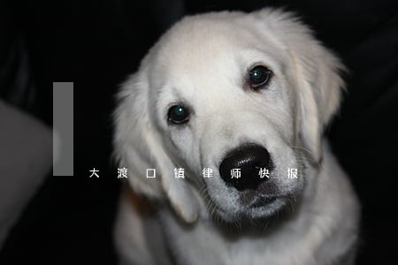 大渡口镇律师快报 大渡口镇律师快报