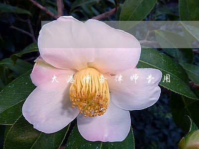 大港债务律师费用 大港债务律师费用