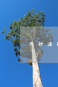 大状法律咨询怎么样 大状法律咨询怎么样