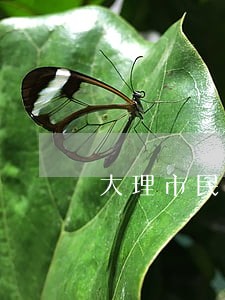 大理市民间借贷律师咨询电话 大理市民间借贷律师咨询电话