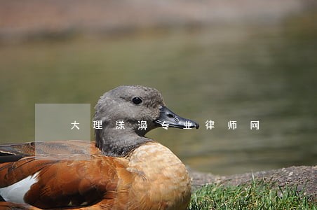 大理漾濞专业律师网 大理漾濞专业律师网