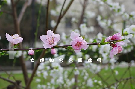 大理知名合同律师 大理知名合同律师