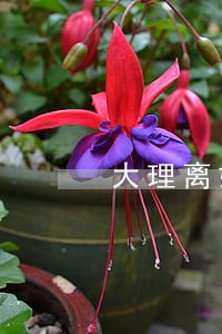 大理离婚律师多少钱 大理离婚律师多少钱