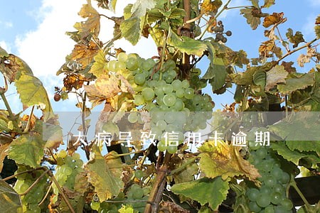 大病导致信用卡逾期 大病导致信用卡逾期
