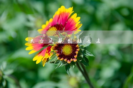 大白凤头鹦鹉违法 大白凤头鹦鹉违法