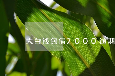 大白钱包借2000逾期了