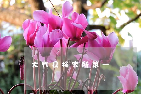 大竹县杨家所第一 大竹县杨家所第一
