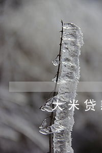 大米贷款逾期催收