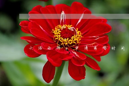 大话西游2申请离婚时间