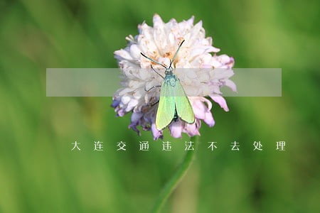 大连交通违法不去处理 大连交通违法不去处理