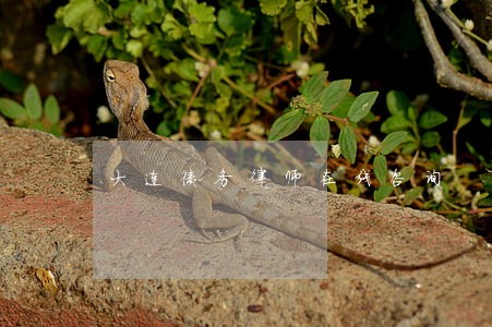 大连债务律师在线咨询 大连债务律师在线咨询