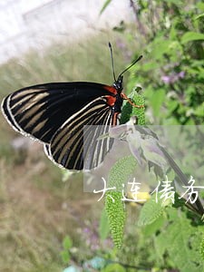 大连债务案件律师电话 大连债务案件律师电话