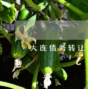 大连债务转让律师 大连债务转让律师