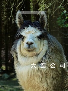大连公司事务律师咨询 大连公司事务律师咨询