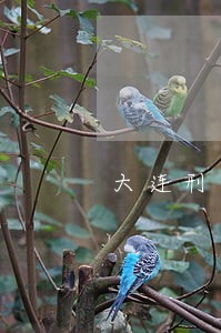 大连刑事律师免费咨询 大连刑事律师免费咨询